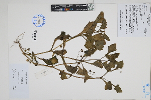  ( - Peru170114)  @11 [ ] CreativeCommons  Attribution Non-Commercial Share-Alike  Unspecified Herbarium of South China Botanical Garden
