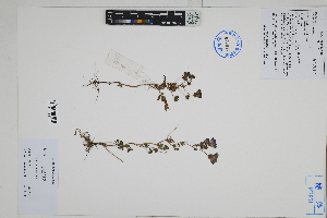  ( - Peru170120)  @11 [ ] CreativeCommons  Attribution Non-Commercial Share-Alike  Unspecified Herbarium of South China Botanical Garden