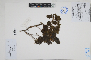  ( - Peru170130)  @11 [ ] CreativeCommons  Attribution Non-Commercial Share-Alike  Unspecified Herbarium of South China Botanical Garden