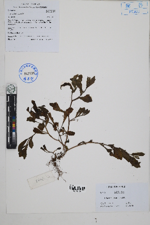  ( - Peru170143)  @11 [ ] CreativeCommons  Attribution Non-Commercial Share-Alike  Unspecified Herbarium of South China Botanical Garden