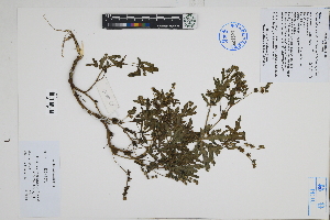  ( - Peru170145)  @11 [ ] CreativeCommons  Attribution Non-Commercial Share-Alike  Unspecified Herbarium of South China Botanical Garden