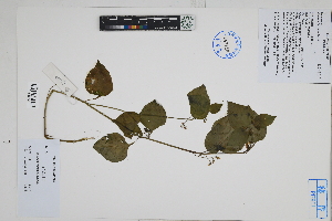  ( - Peru170160)  @11 [ ] CreativeCommons  Attribution Non-Commercial Share-Alike  Unspecified Herbarium of South China Botanical Garden