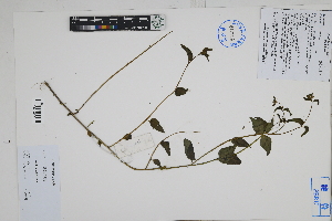  (Browallia americana - Peru170163)  @11 [ ] CreativeCommons  Attribution Non-Commercial Share-Alike  Unspecified Herbarium of South China Botanical Garden
