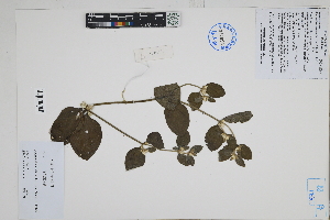  ( - Peru170170)  @11 [ ] CreativeCommons  Attribution Non-Commercial Share-Alike  Unspecified Herbarium of South China Botanical Garden