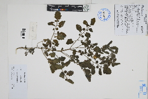  ( - Peru170179)  @11 [ ] CreativeCommons  Attribution Non-Commercial Share-Alike  Unspecified Herbarium of South China Botanical Garden
