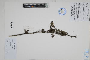  (Vachellia sp - Peru170180)  @11 [ ] CreativeCommons  Attribution Non-Commercial Share-Alike  Unspecified Herbarium of South China Botanical Garden