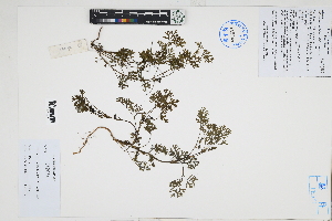  ( - Peru170184)  @11 [ ] CreativeCommons  Attribution Non-Commercial Share-Alike  Unspecified Herbarium of South China Botanical Garden