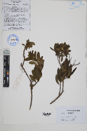  ( - Peru170194a)  @11 [ ] CreativeCommons  Attribution Non-Commercial Share-Alike  Unspecified Herbarium of South China Botanical Garden
