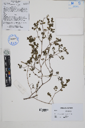  ( - Peru170194b)  @11 [ ] CreativeCommons  Attribution Non-Commercial Share-Alike  Unspecified Herbarium of South China Botanical Garden