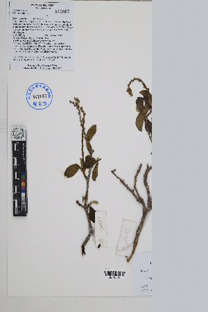  ( - Peru170197)  @11 [ ] CreativeCommons  Attribution Non-Commercial Share-Alike  Unspecified Herbarium of South China Botanical Garden