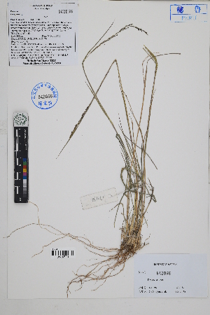  ( - Peru170198)  @11 [ ] CreativeCommons  Attribution Non-Commercial Share-Alike  Unspecified Herbarium of South China Botanical Garden