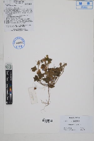  ( - Peru170202)  @11 [ ] CreativeCommons  Attribution Non-Commercial Share-Alike  Unspecified Herbarium of South China Botanical Garden