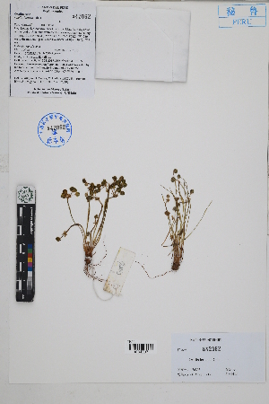  ( - Peru170203)  @11 [ ] CreativeCommons  Attribution Non-Commercial Share-Alike  Unspecified Herbarium of South China Botanical Garden