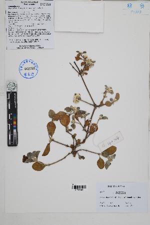 ( - Peru170207)  @11 [ ] CreativeCommons  Attribution Non-Commercial Share-Alike  Unspecified Herbarium of South China Botanical Garden
