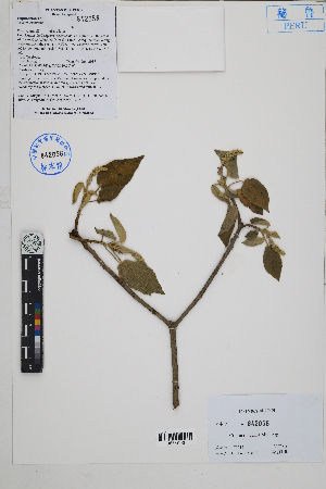  ( - Peru170212)  @11 [ ] CreativeCommons  Attribution Non-Commercial Share-Alike  Unspecified Herbarium of South China Botanical Garden
