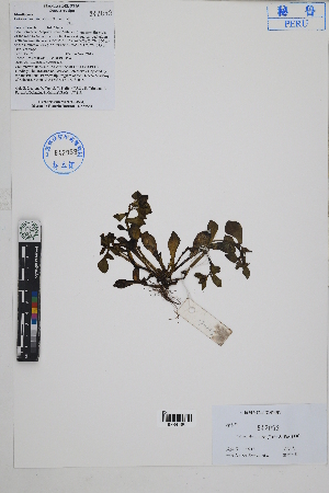 ( - Peru170213)  @11 [ ] CreativeCommons  Attribution Non-Commercial Share-Alike  Unspecified Herbarium of South China Botanical Garden