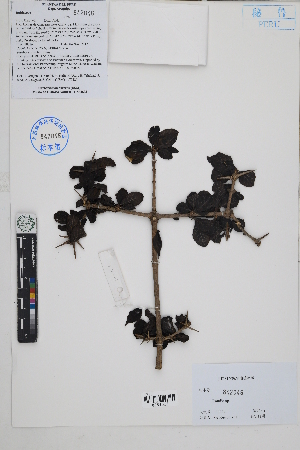 ( - Peru170221)  @11 [ ] CreativeCommons  Attribution Non-Commercial Share-Alike  Unspecified Herbarium of South China Botanical Garden