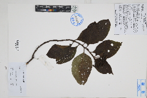  ( - Peru170242)  @11 [ ] CreativeCommons  Attribution Non-Commercial Share-Alike  Unspecified Herbarium of South China Botanical Garden
