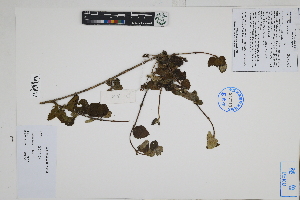  ( - Peru170249)  @11 [ ] CreativeCommons  Attribution Non-Commercial Share-Alike  Unspecified Herbarium of South China Botanical Garden