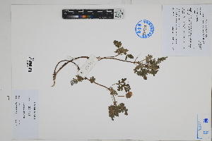  ( - Peru170251)  @11 [ ] CreativeCommons  Attribution Non-Commercial Share-Alike  Unspecified Herbarium of South China Botanical Garden
