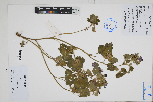  ( - Peru170252)  @11 [ ] CreativeCommons  Attribution Non-Commercial Share-Alike  Unspecified Herbarium of South China Botanical Garden