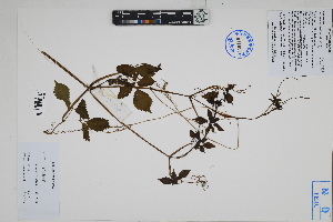 ( - Peru170254)  @11 [ ] CreativeCommons  Attribution Non-Commercial Share-Alike  Unspecified Herbarium of South China Botanical Garden