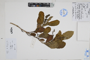  ( - Peru170257)  @11 [ ] CreativeCommons  Attribution Non-Commercial Share-Alike  Unspecified Herbarium of South China Botanical Garden