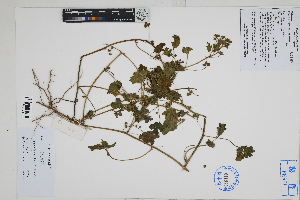  ( - Peru170270)  @11 [ ] CreativeCommons  Attribution Non-Commercial Share-Alike  Unspecified Herbarium of South China Botanical Garden