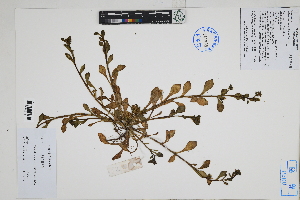  ( - Peru170271)  @11 [ ] CreativeCommons  Attribution Non-Commercial Share-Alike  Unspecified Herbarium of South China Botanical Garden