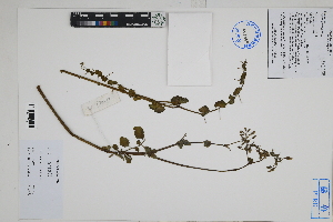  ( - Peru170277)  @11 [ ] CreativeCommons  Attribution Non-Commercial Share-Alike  Unspecified Herbarium of South China Botanical Garden