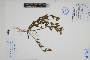  ( - Peru170280)  @11 [ ] CreativeCommons  Attribution Non-Commercial Share-Alike  Unspecified Herbarium of South China Botanical Garden
