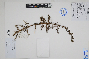  (Lycium - Peru170282)  @11 [ ] CreativeCommons  Attribution Non-Commercial Share-Alike  Unspecified Herbarium of South China Botanical Garden