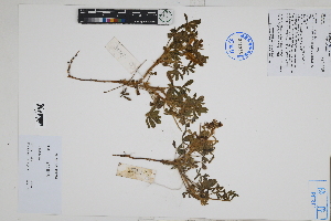  ( - Peru170285)  @11 [ ] CreativeCommons  Attribution Non-Commercial Share-Alike  Unspecified Herbarium of South China Botanical Garden