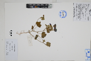  ( - Peru170286)  @11 [ ] CreativeCommons  Attribution Non-Commercial Share-Alike  Unspecified Herbarium of South China Botanical Garden