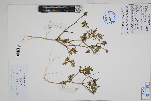  ( - Peru170287)  @11 [ ] CreativeCommons  Attribution Non-Commercial Share-Alike  Unspecified Herbarium of South China Botanical Garden