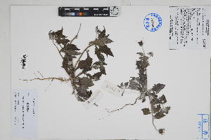 ( - Peru170288)  @11 [ ] CreativeCommons  Attribution Non-Commercial Share-Alike  Unspecified Herbarium of South China Botanical Garden
