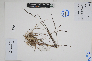  ( - Peru170299)  @11 [ ] CreativeCommons  Attribution Non-Commercial Share-Alike  Unspecified Herbarium of South China Botanical Garden