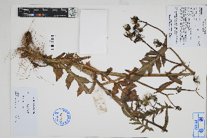  ( - Peru170305)  @11 [ ] CreativeCommons  Attribution Non-Commercial Share-Alike  Unspecified Herbarium of South China Botanical Garden