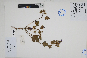  ( - Peru170306)  @11 [ ] CreativeCommons  Attribution Non-Commercial Share-Alike  Unspecified Herbarium of South China Botanical Garden