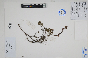  (Weberbauerella brongniartioides - Peru170308)  @11 [ ] CreativeCommons  Attribution Non-Commercial Share-Alike  Unspecified Herbarium of South China Botanical Garden