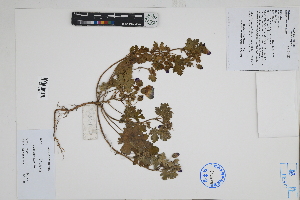  ( - Peru170311a)  @11 [ ] CreativeCommons  Attribution Non-Commercial Share-Alike  Unspecified Herbarium of South China Botanical Garden