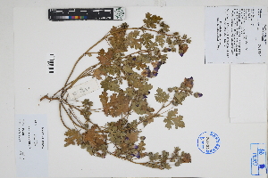  ( - Peru170311b)  @11 [ ] CreativeCommons  Attribution Non-Commercial Share-Alike  Unspecified Herbarium of South China Botanical Garden