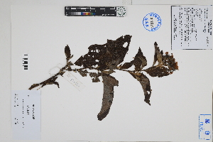  ( - Peru170324)  @11 [ ] CreativeCommons  Attribution Non-Commercial Share-Alike  Unspecified Herbarium of South China Botanical Garden