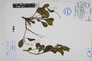 ( - Peru170332)  @11 [ ] CreativeCommons  Attribution Non-Commercial Share-Alike  Unspecified Herbarium of South China Botanical Garden
