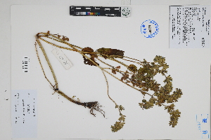  ( - Peru170335)  @11 [ ] CreativeCommons  Attribution Non-Commercial Share-Alike  Unspecified Herbarium of South China Botanical Garden