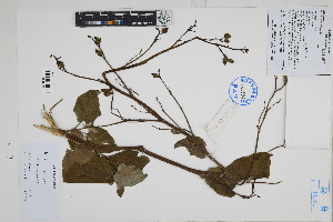  ( - Peru170340)  @11 [ ] CreativeCommons  Attribution Non-Commercial Share-Alike  Unspecified Herbarium of South China Botanical Garden