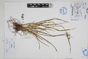  (Cyperus eragrostis - Peru170344)  @11 [ ] CreativeCommons  Attribution Non-Commercial Share-Alike  Unspecified Herbarium of South China Botanical Garden