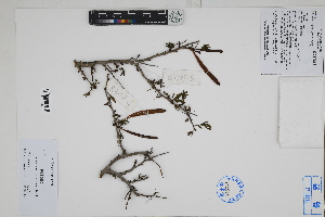  ( - Peru170348)  @11 [ ] CreativeCommons  Attribution Non-Commercial Share-Alike  Unspecified Herbarium of South China Botanical Garden