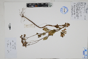  ( - Peru170349)  @11 [ ] CreativeCommons  Attribution Non-Commercial Share-Alike  Unspecified Herbarium of South China Botanical Garden
