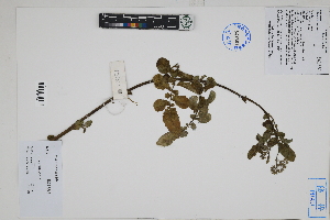  ( - Peru170352)  @11 [ ] CreativeCommons  Attribution Non-Commercial Share-Alike  Unspecified Herbarium of South China Botanical Garden